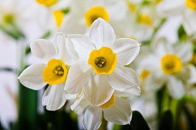 体素风格城市建设游戏《Town To City》Steam页面开放 发售日待定